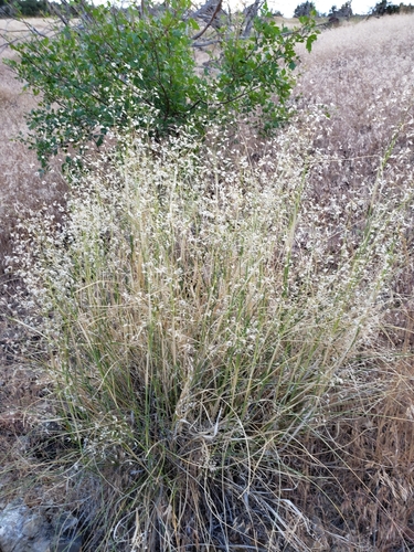 Eriocoma hymenoides, photograph 5