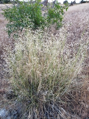 Mitch Van Dyke, CC BY, iNaturalist via GBIF Eriocoma hymenoides, photograph Mitch Van Dyke, CC BY, iNaturalist via GBIF