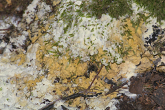 Trichoderma citrinum