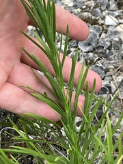 Liatris oligocephala