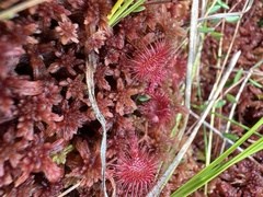 Drosera rotundifolia