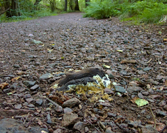 Trichoderma citrinum