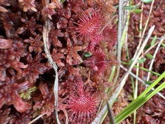 Drosera rotundifolia
