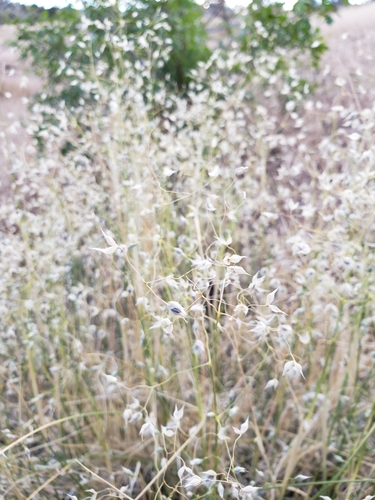 Eriocoma hymenoides, photograph 6