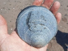 Placopecten magellanicus