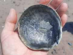 Placopecten magellanicus