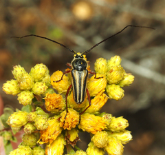 Perarthrus vittatus