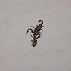 Euscorpius mingrelicus