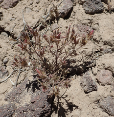 Cordylanthus kingii helleri
