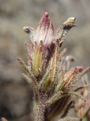Cordylanthus kingii helleri