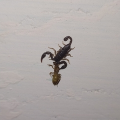 Euscorpius mingrelicus