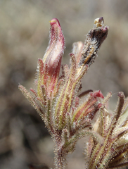 Cordylanthus kingii helleri
