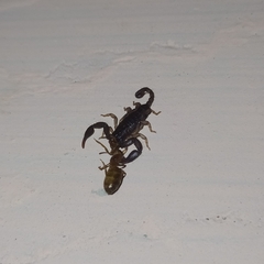 Euscorpius mingrelicus