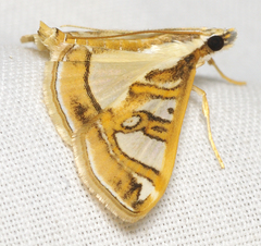 Glyphodes pyloalis