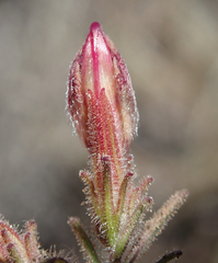 Cordylanthus kingii helleri