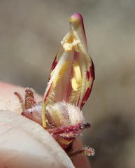 Cordylanthus kingii helleri