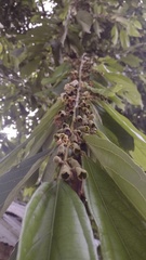 Quararibea asterolepis