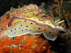 Goniobranchus kuniei