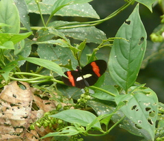 Heliconius melpomene
