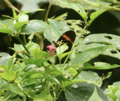 Heliconius melpomene