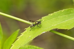 Hoplisoides semipunctatus