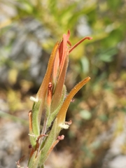 Castilleja minor