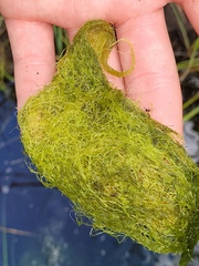 Hydrodictyon reticulatum