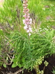 Linaria purpurea