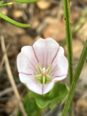 Spigelia alabamensis