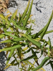 Datisca glomerata