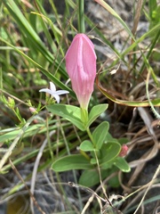 Spigelia alabamensis