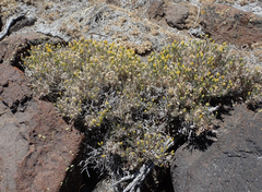 Chrysothamnus viscidiflorus puberulus