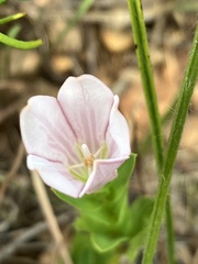 Spigelia alabamensis