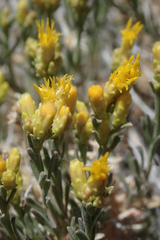Chrysothamnus viscidiflorus puberulus