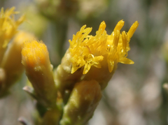 Chrysothamnus viscidiflorus puberulus