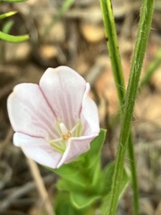 Spigelia alabamensis