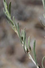 Chrysothamnus viscidiflorus puberulus