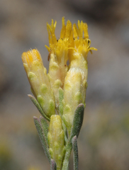 Chrysothamnus viscidiflorus puberulus
