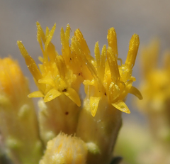 Chrysothamnus viscidiflorus puberulus