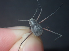 Stenocara phalangium