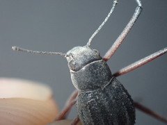 Stenocara phalangium