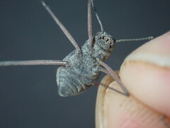 Stenocara phalangium