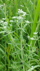 Pycnanthemum verticillatum