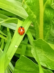 Coccinella septempunctata