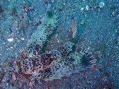 Dactyloptena orientalis