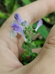Scutellaria ovata ovata