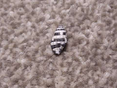 Engina zonalis