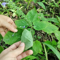 Scutellaria ovata ovata