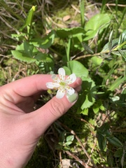 Caltha biflora