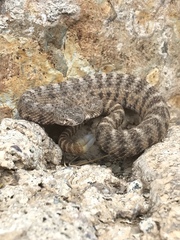 Crotalus tigris